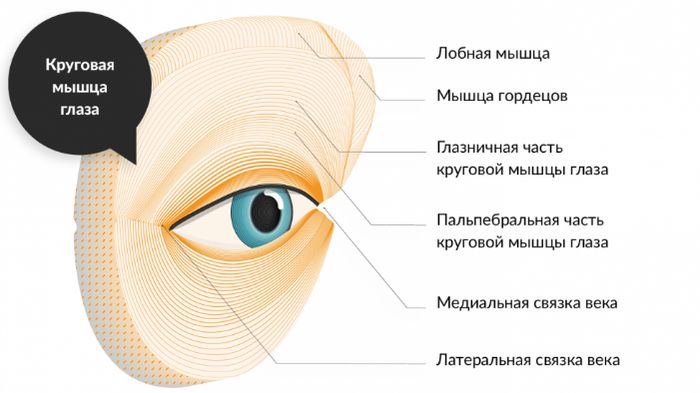 Круговая мышца глаза