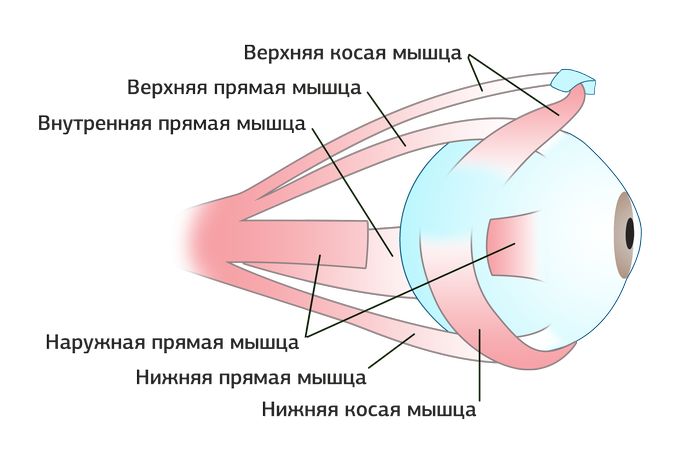 Глазные мышцы