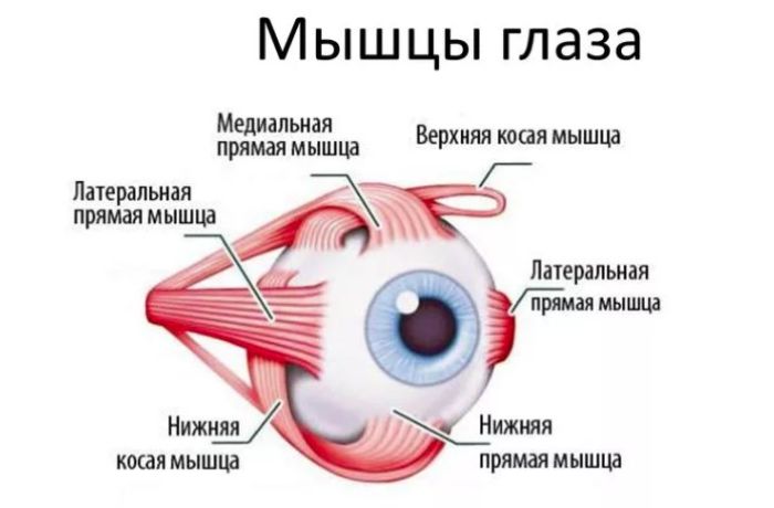 Как работают мышцы глаз при миопии?