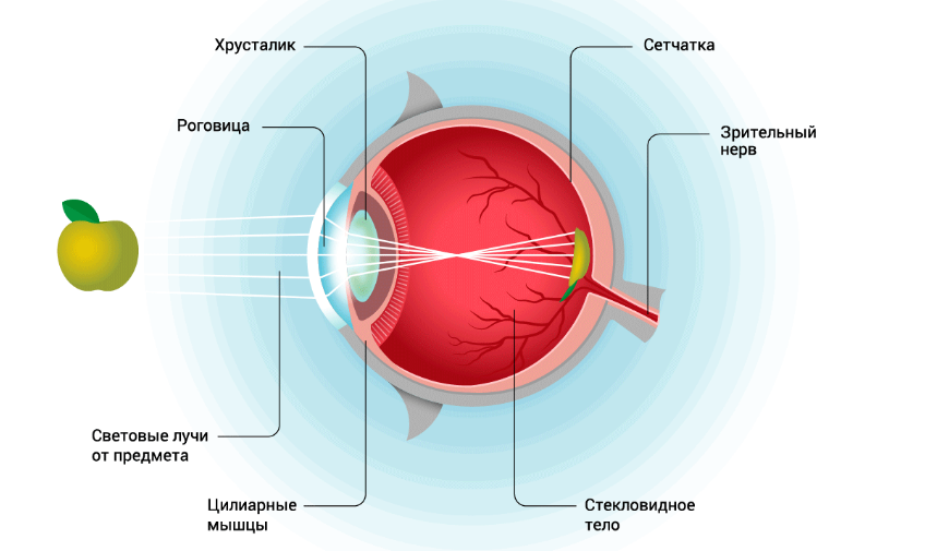 Механизмы функционирования глаз